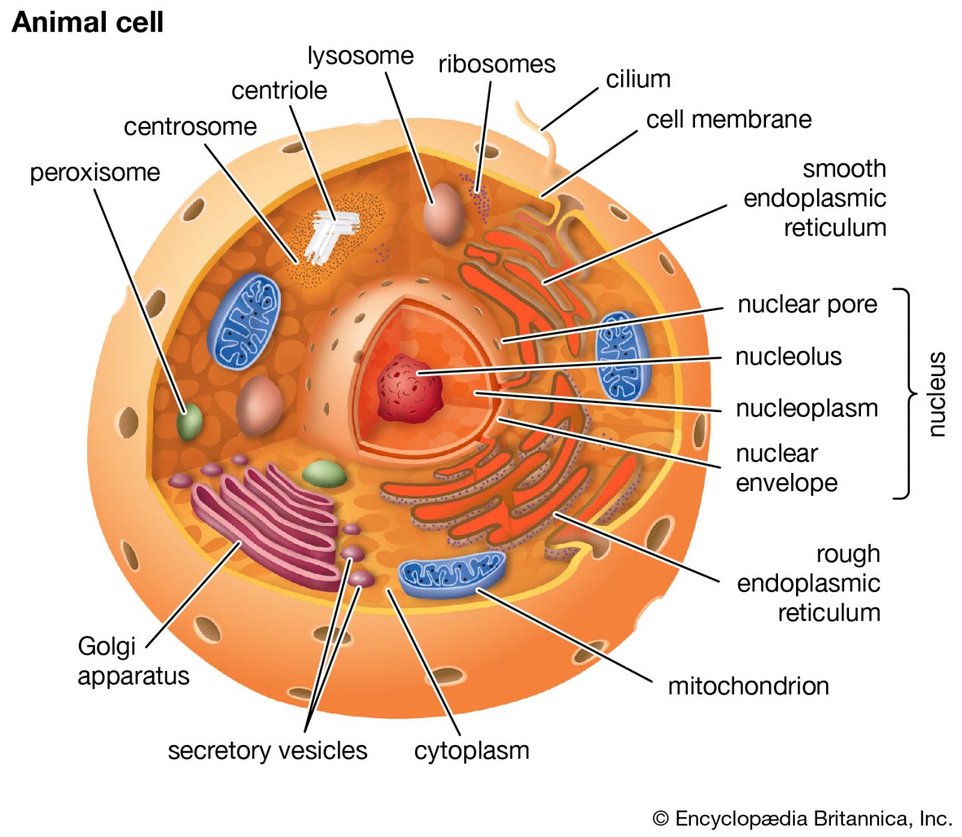 badan golgi merupakan bagian dari sel yang memiliki fungsi